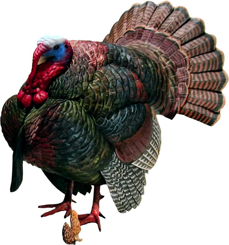 Turkey Bird Png Image With Transparent Background - Clip Art (759x877), Png Download