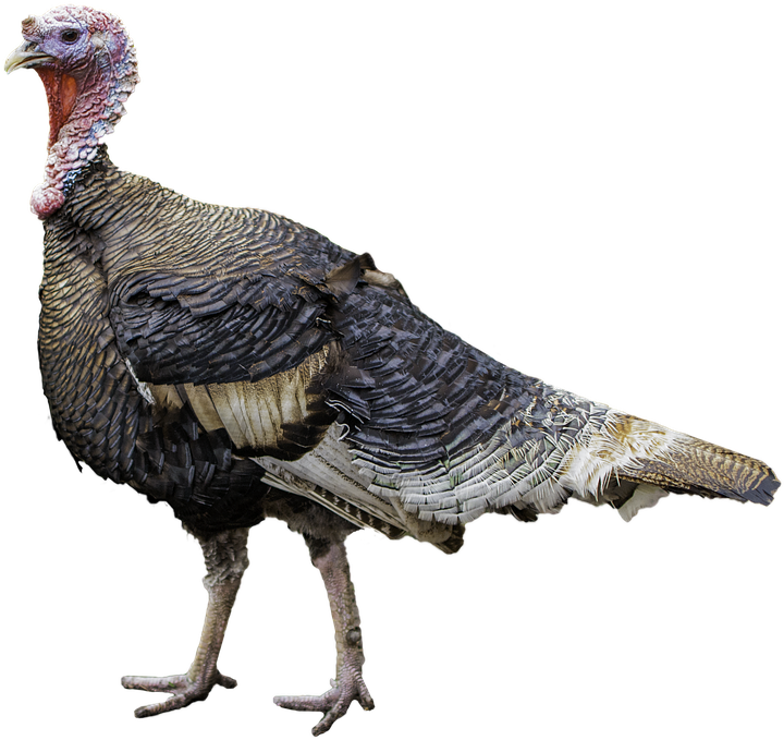 Turkey Bird Png Free Download - Turkey Meat (826x720), Png Download