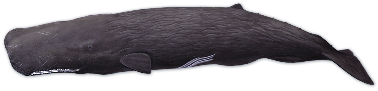 Sperm Whale Png - Voices In The Sea Sperm Whale (748x180), Png Download