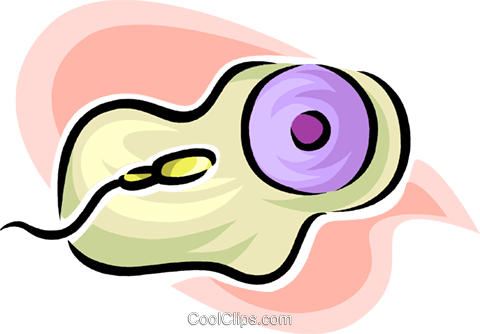 Sperm And An Egg Royalty Free Vector Clip Art Illustration (480x334), Png Download