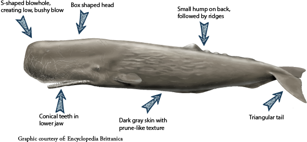 Images Of Sperm Whale - Sperm Whale Head Size (624x310), Png Download