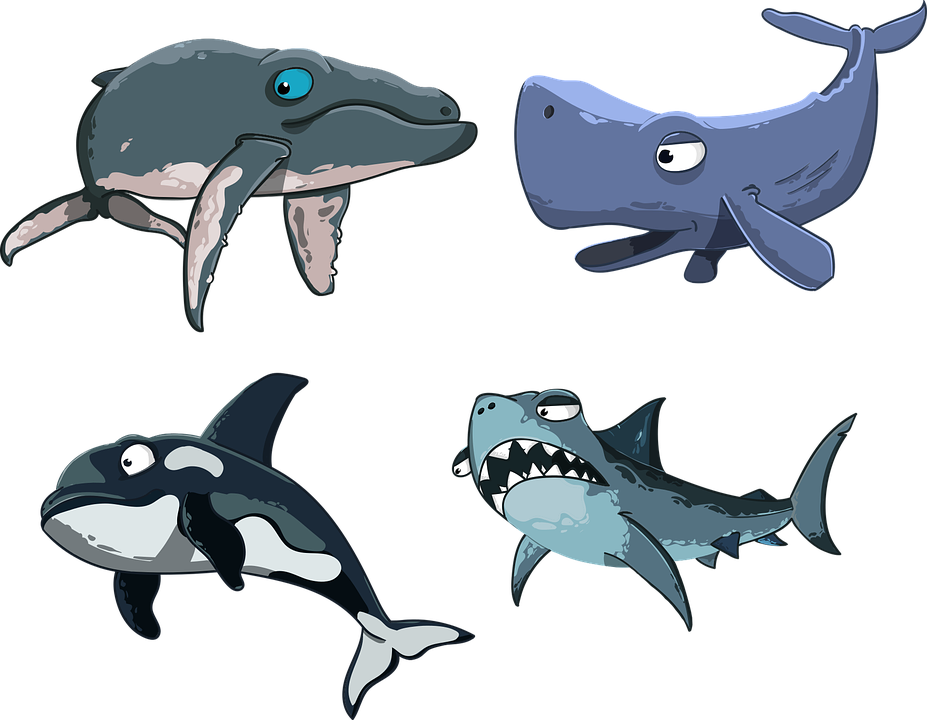 Kit, Sperm Whale, Shark, Killer Whale, Humpback Whale - Killer Whale (640x497), Png Download