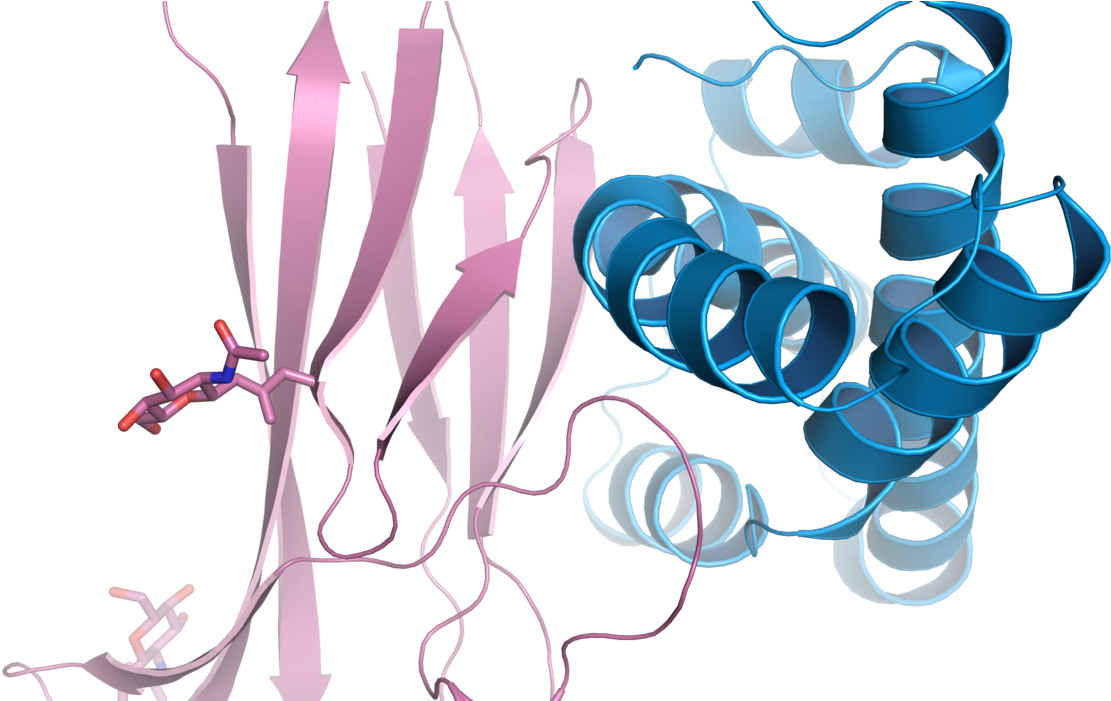 3d Images Of Sperms Binding To The Egg Surface - Karolinska Institutet Clintec (1170x700), Png Download