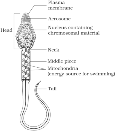 Structure Of A Mammalian Sperm - Well Labeled Diagram Of Human Sperm (396x448), Png Download