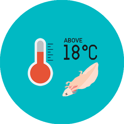 What Is The Best Temperature For Axolotl - Temperature (400x400), Png Download