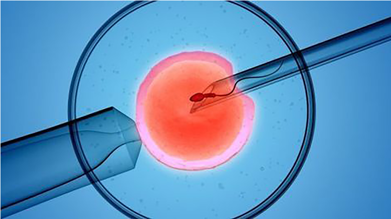 Ivf Possible Despite A Semen Report Showing Dead Sperm - Ivf (800x600), Png Download