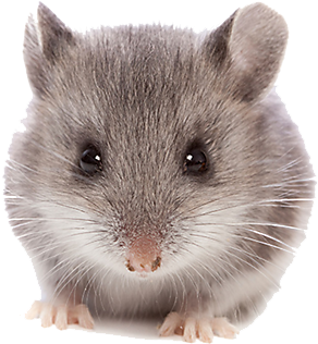 Png Hd Images Pluspng Mouse Animal - Mouse Animal (450x450), Png Download