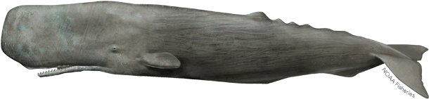 Sperm Whale (640x427), Png Download