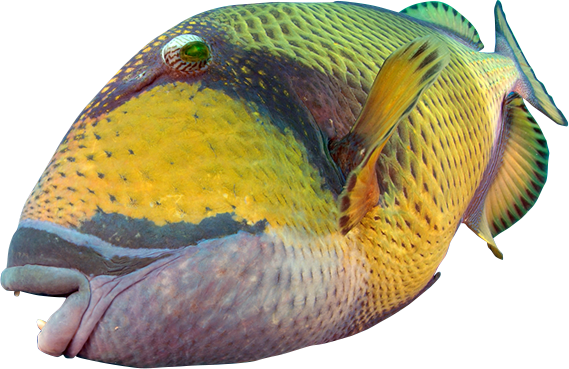 Aquarium - Rock Beauty (569x369), Png Download