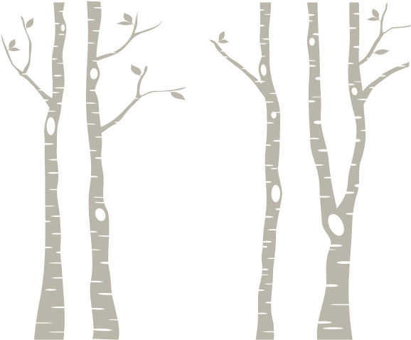 Birch Trees Png - White Birch Trees Png (600x600), Png Download