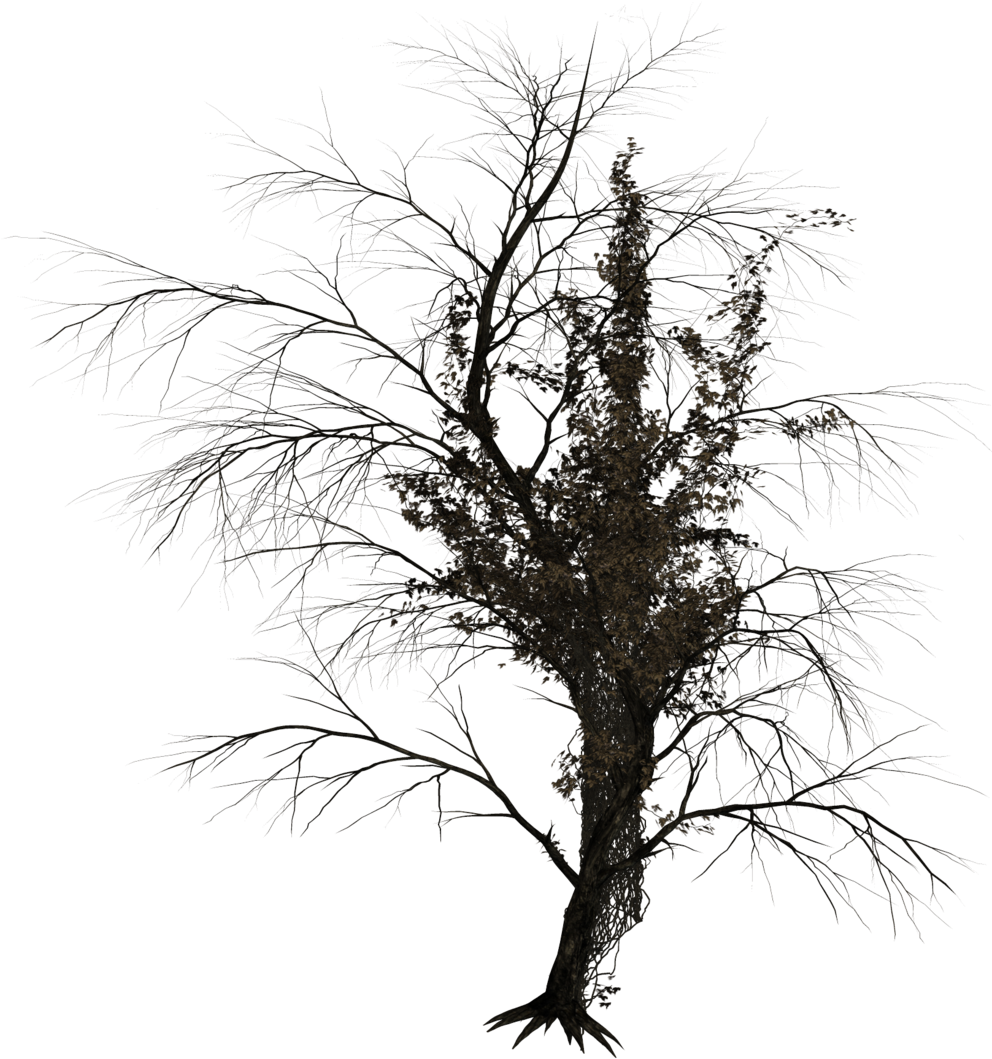 Tree (1024x1150), Png Download