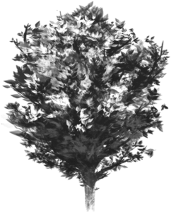 Tree Vector Black And White, Tree Vector Clipart, Tree - Portable Network Graphics (360x360), Png Download