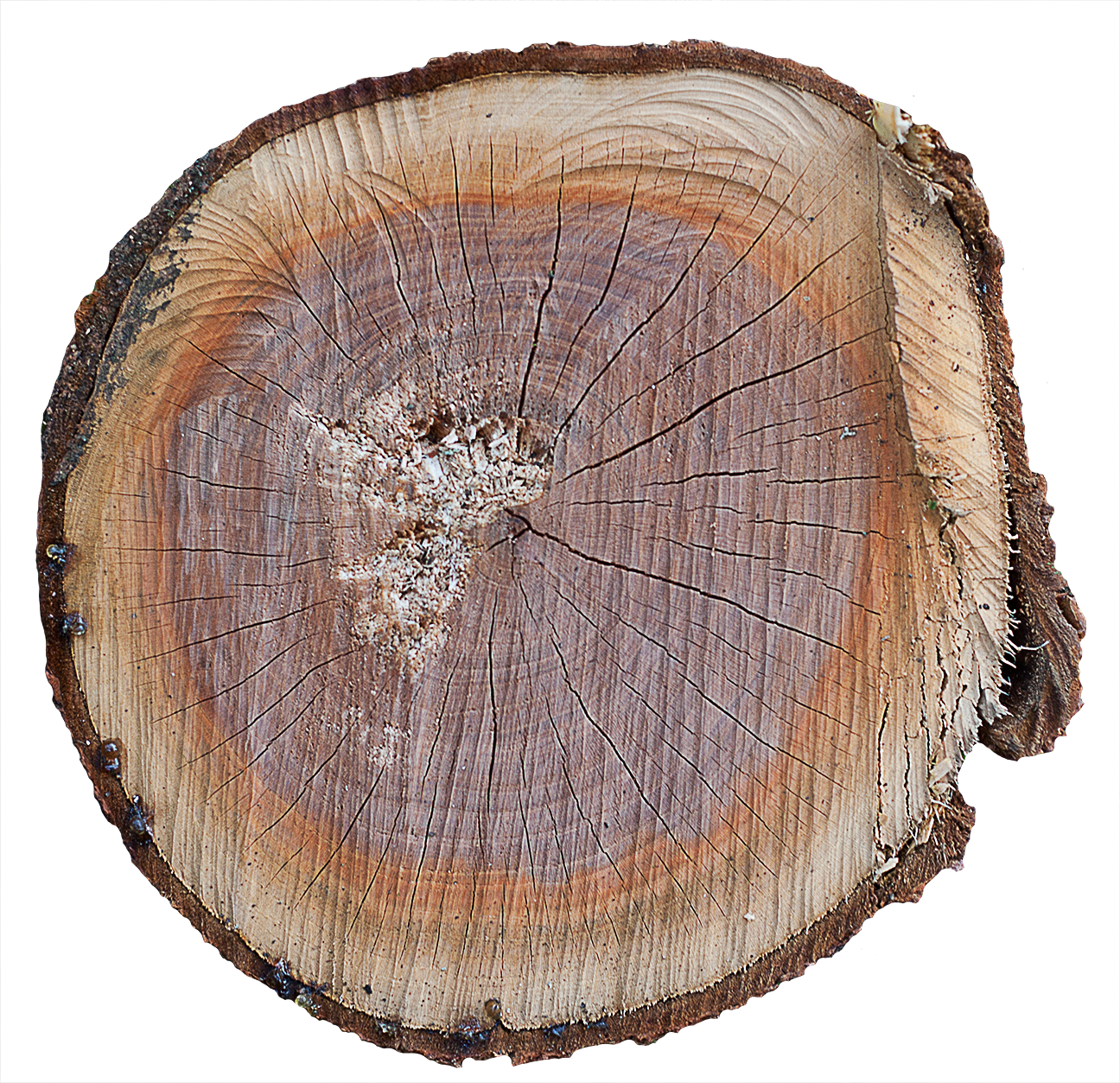 Wood End 28 - Tree Stump (1296x1253), Png Download