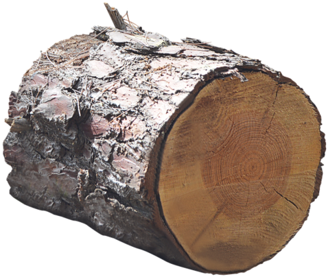 Png, Trunk, Lena, Tree - Tronco Png (528x340), Png Download