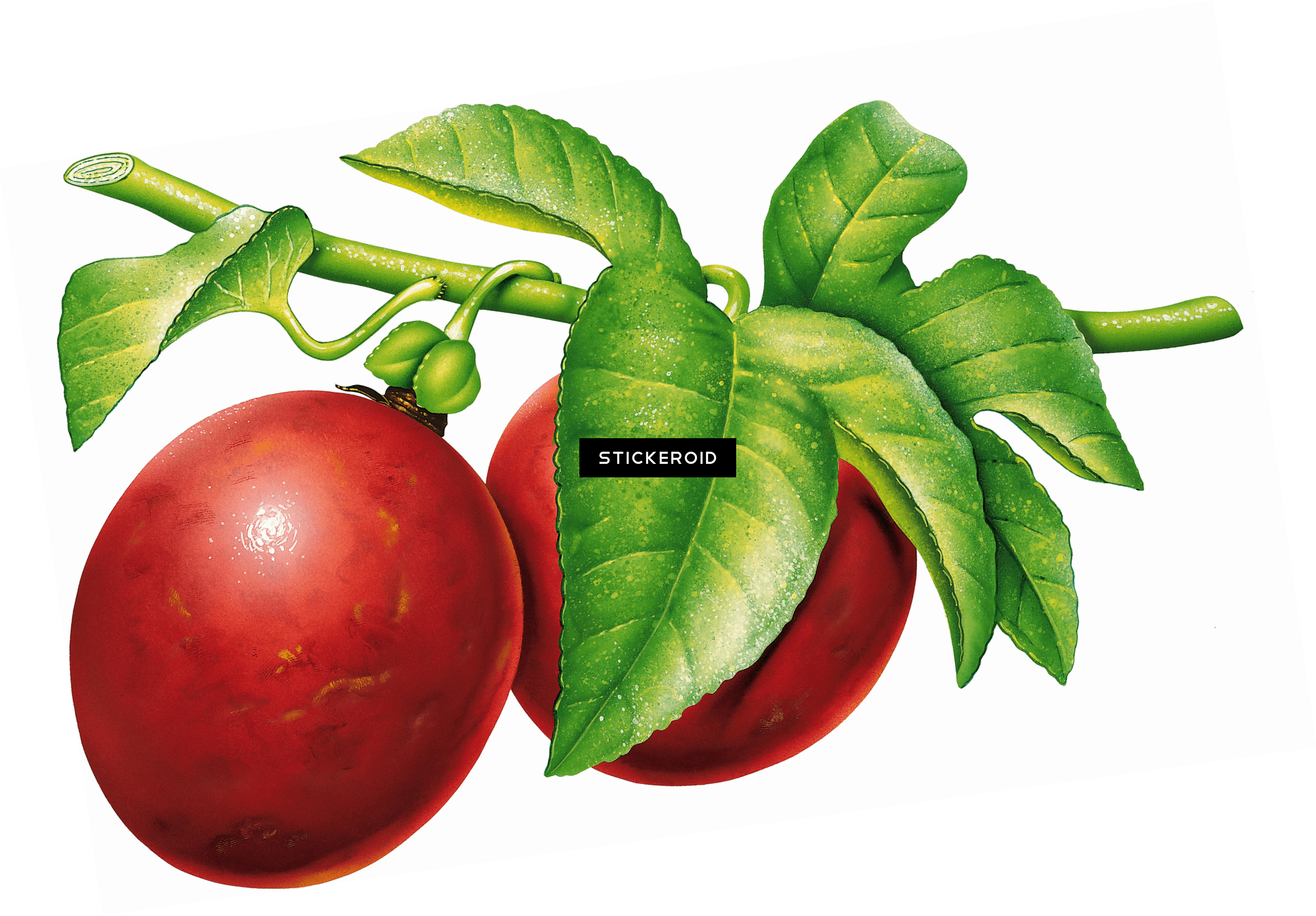 Plum - Camu Camu Dibujo Png (3021x2103), Png Download