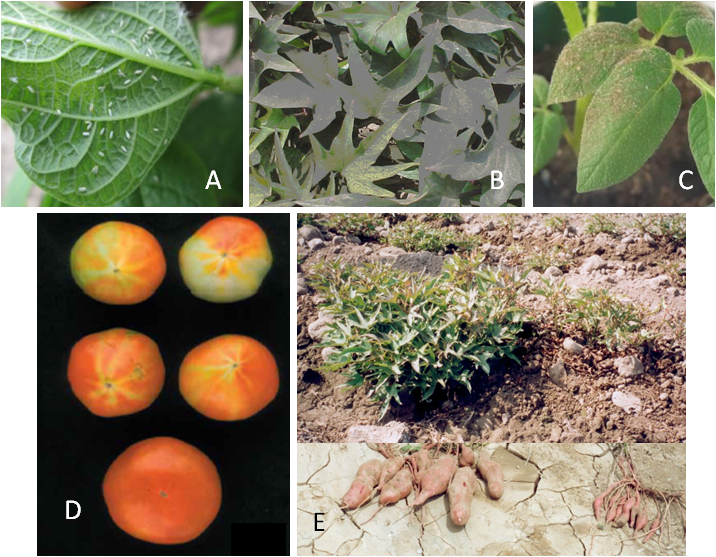 Symptoms Of Sweetpotato White Fly, Bemisia Tabaci (716x557), Png Download