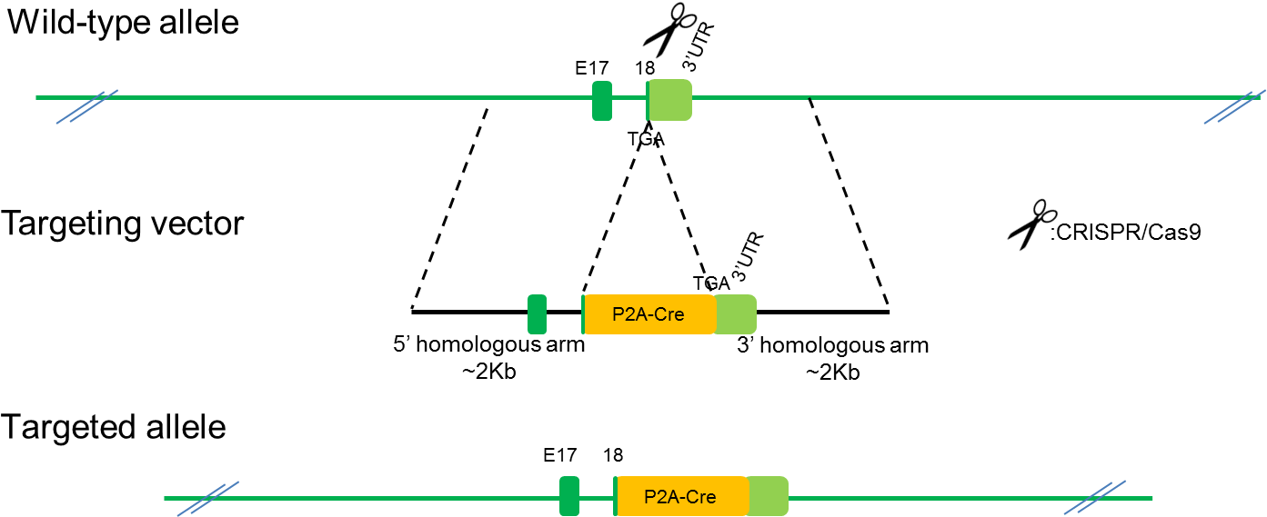 B Camk2a Cre Rats - Portable Network Graphics (1416x582), Png Download