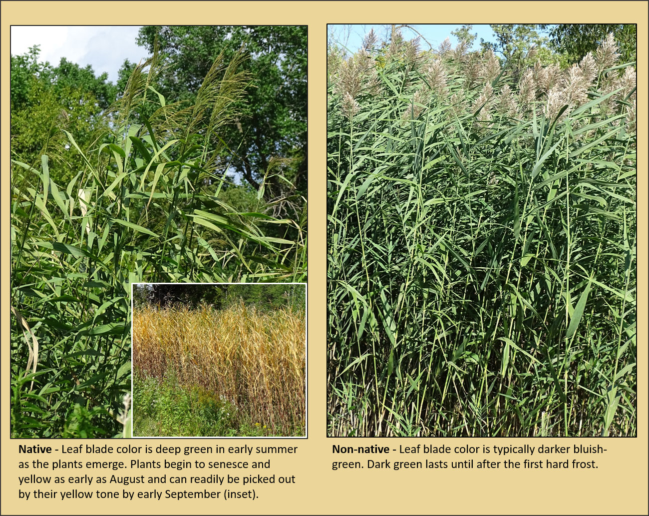 Leaf Blade Color - Common Reed (1300x1033), Png Download