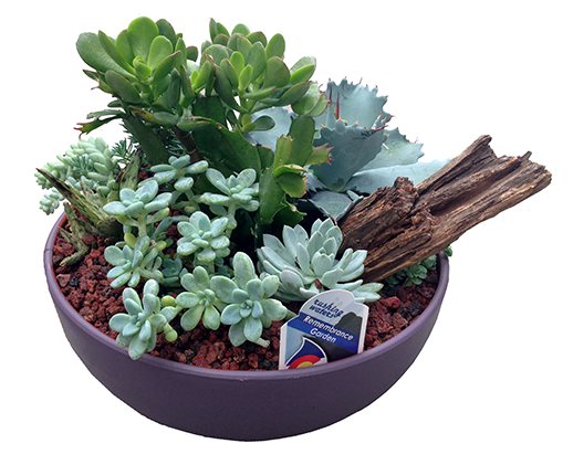 Succulent Gulley Greenhouse Garden Center - Flowerpot (517x600), Png Download