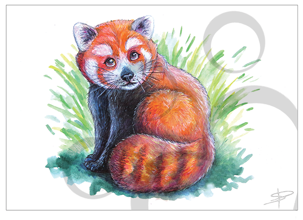 Red Panda Quickie - Red Fox (591x591), Png Download