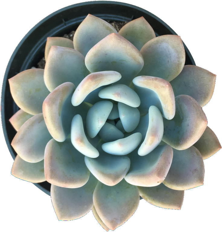 Opalina - Large (865x865), Png Download