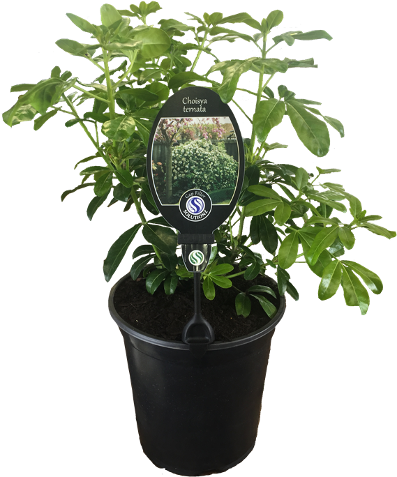 5l Mexican Orange Blossom - Houseplant (800x800), Png Download