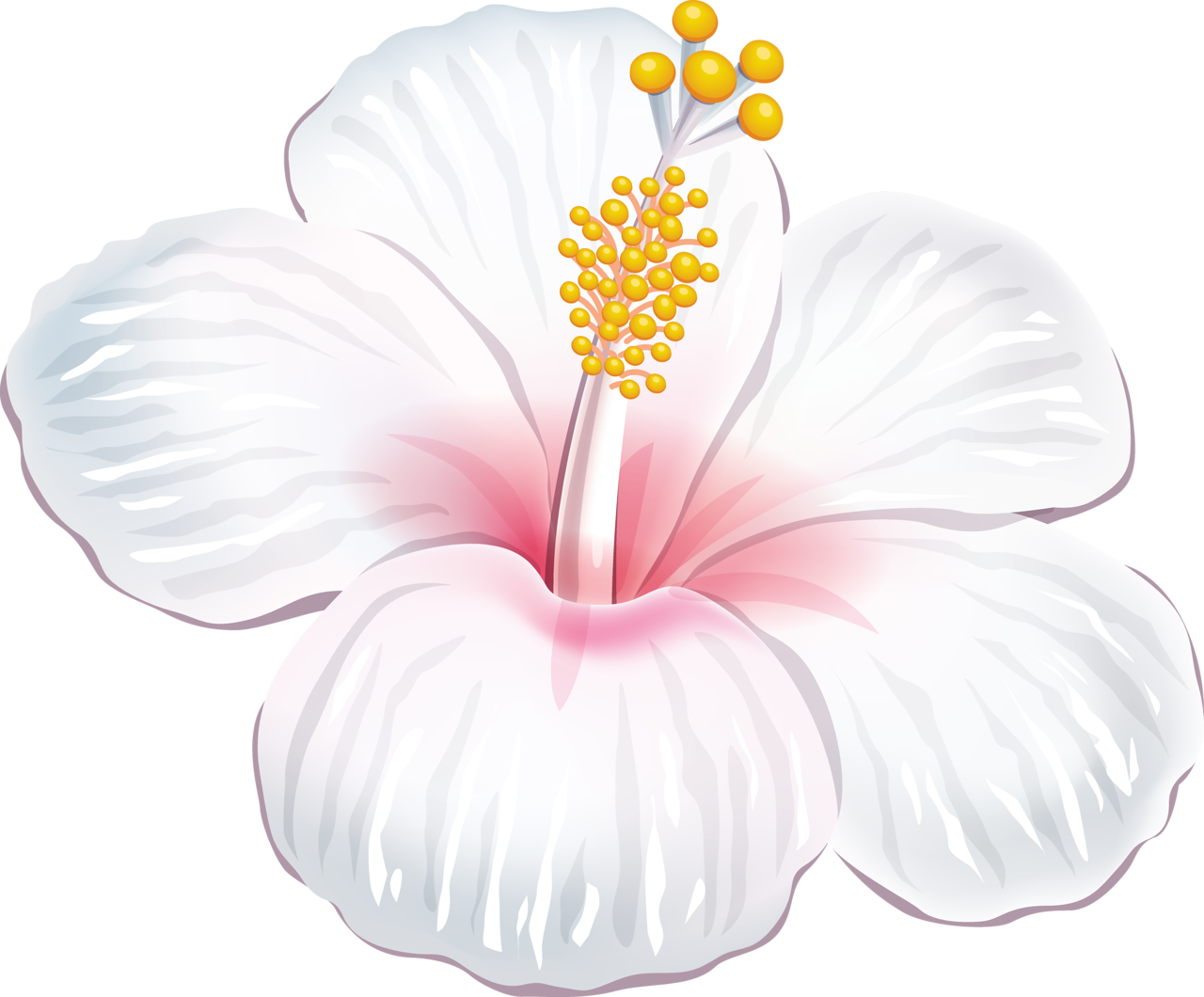 A Dc Db D Orig Png - Flores Tropicais Brancas Png (1280x1060), Png Download