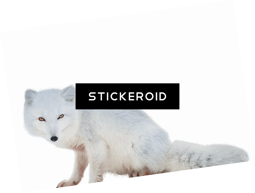 Arctic Fox Animals - Arctic Fox (884x667), Png Download