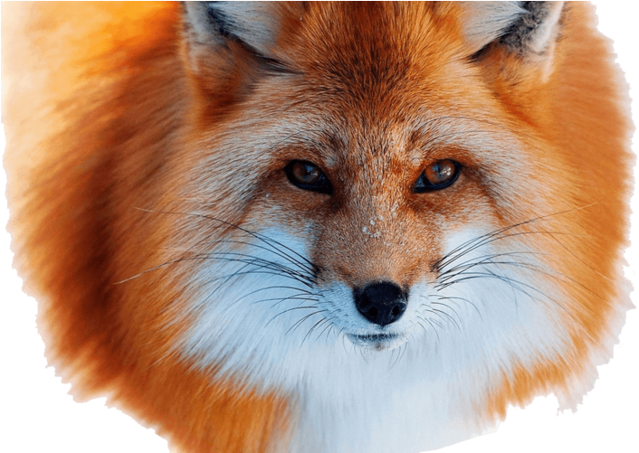 This Png File Is About Arctic - Fox Face (800x500), Png Download