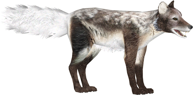 Arctic Fox Molting - Squitten (780x780), Png Download