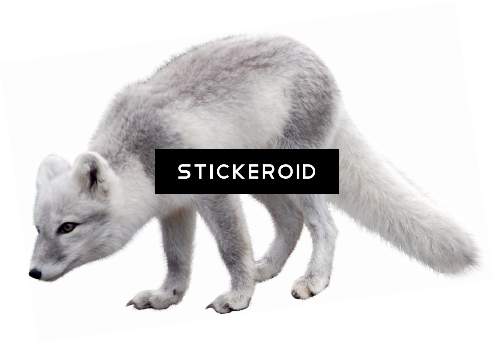 Arctic Fox (967x672), Png Download