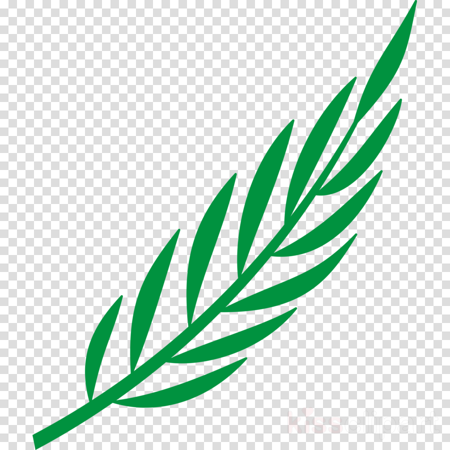 Laurel Leaf Clipart Bay Laurel Laurel Wreath Clip Art - Cape Verde (900x900), Png Download
