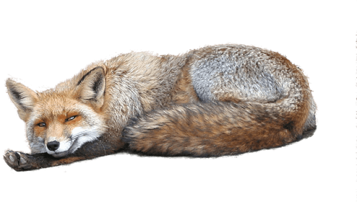 Free Png Fox Png Images Transparent - عکس های فانتزی زیبا (850x416), Png Download