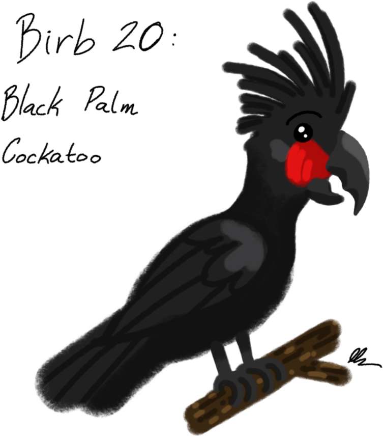 Png Freeuse Library Birb Drawing Cockatoo - Palm Cockatoo (894x894), Png Download