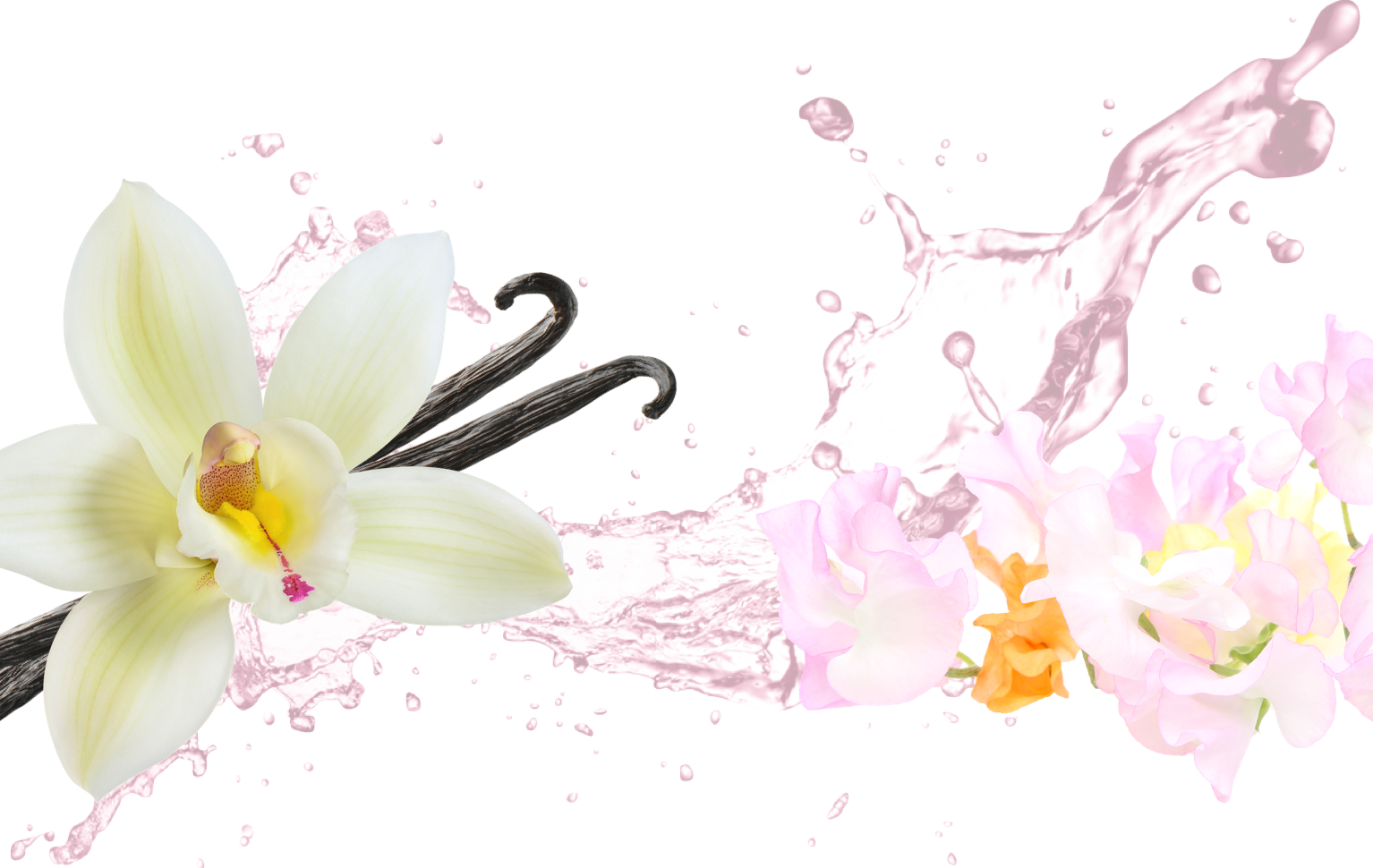 Fresh - Lily (1534x970), Png Download