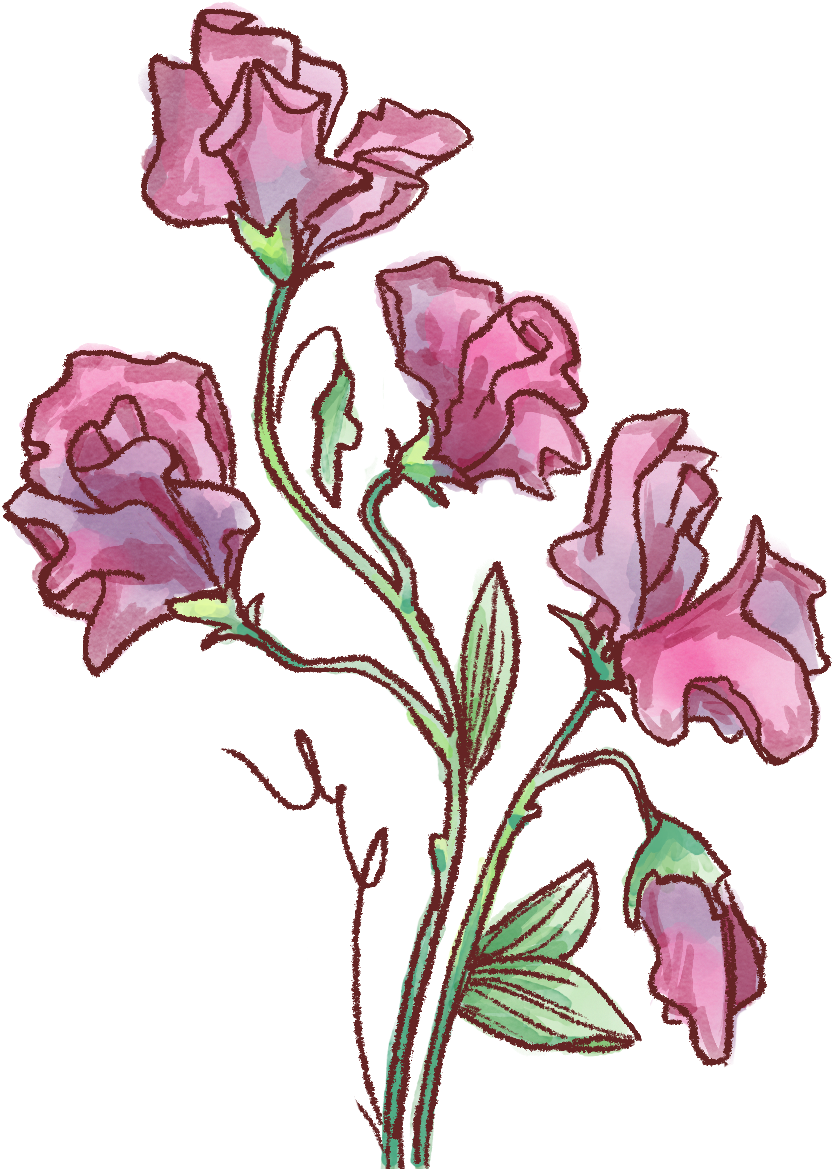 Delicate Sweet Pea - Rosa Glauca (1200x1200), Png Download