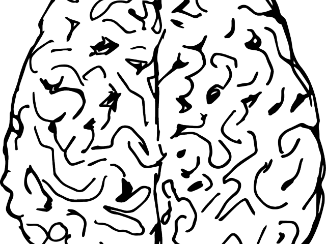 Drawn Brain Drawing - Brain (640x480), Png Download