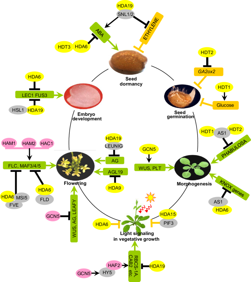 The Model Of Hats And Hdacs Being Involved In The Arabidopsis - Seed Physiology (850x955), Png Download