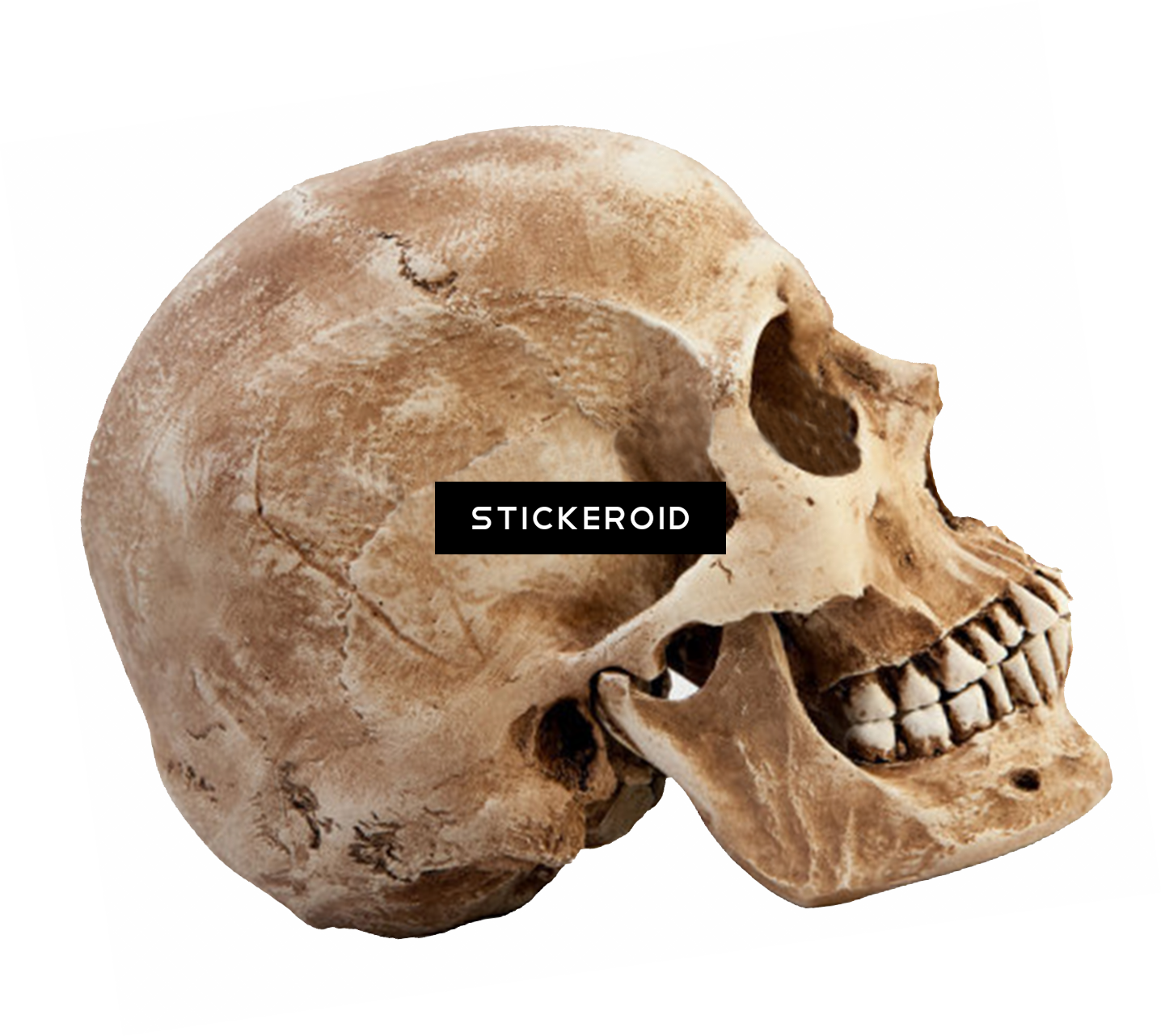 Skull People - Png Skeleton Head (1436x1282), Png Download