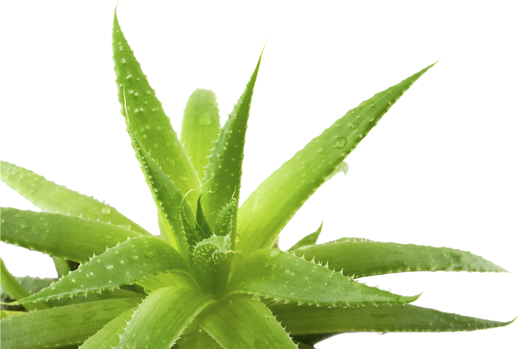 Aloe Transparent Background - Transparent Aloe Vera (1698x1131), Png Download