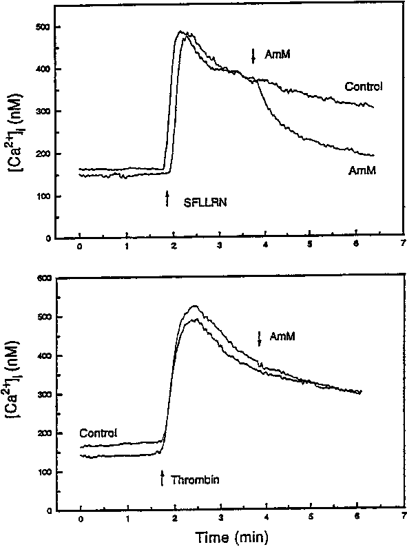Effect Of Protease, Amm, On The Sustained Increase - Diagram (591x794), Png Download