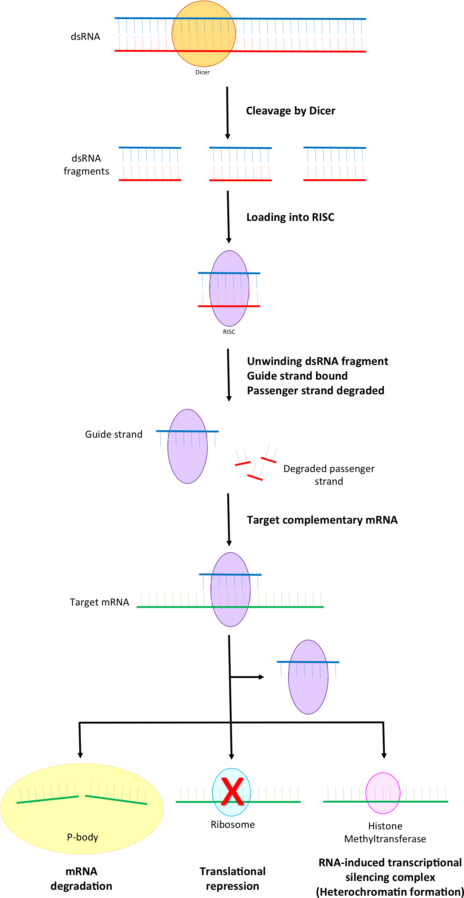 Part Of The Rna Interference Pathway Focusing On Risc - Risc Rna (1609x3070), Png Download