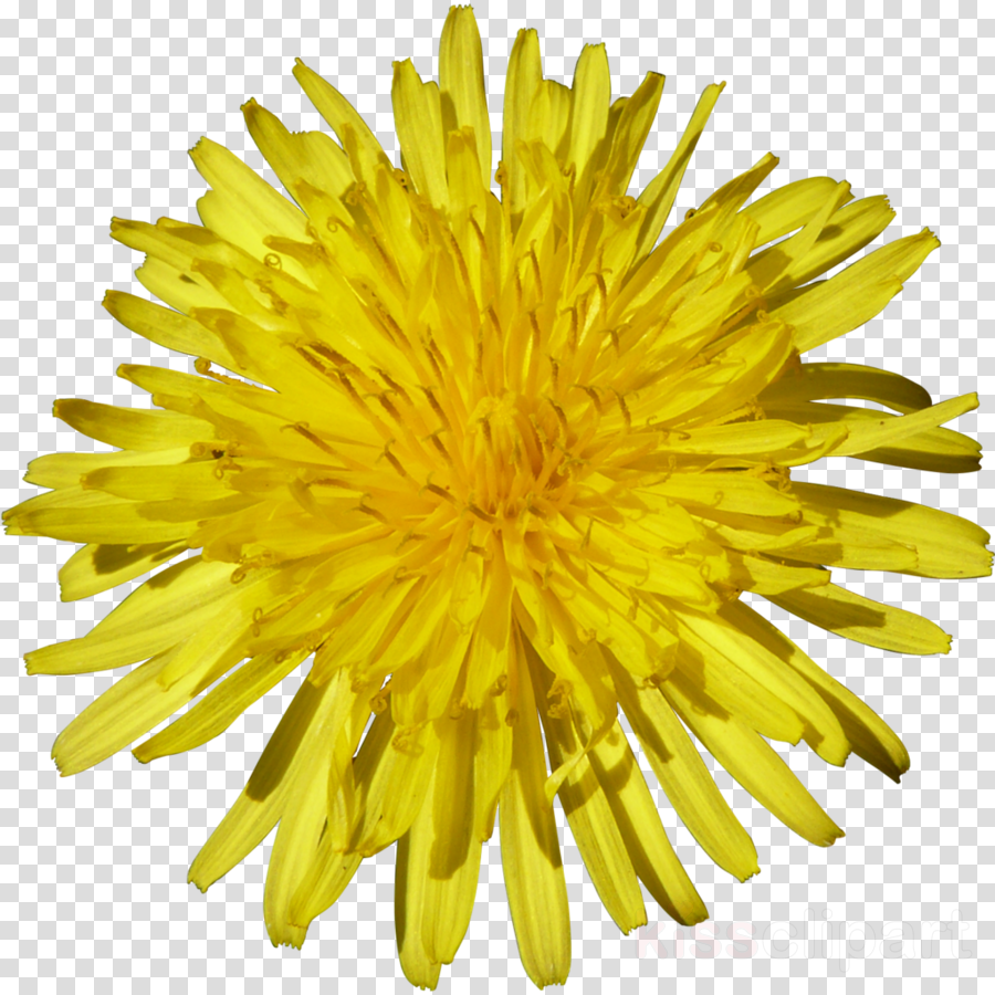 Download Suraj Mukhi Clipart Common Sunflower Seed - Dandelion Flower Png (900x900), Png Download