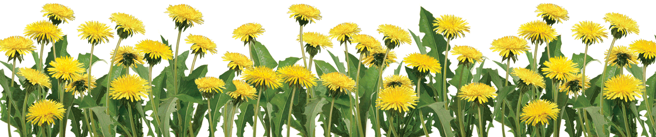 Footer Image Slide - Real Plant Flower Png (1280x267), Png Download
