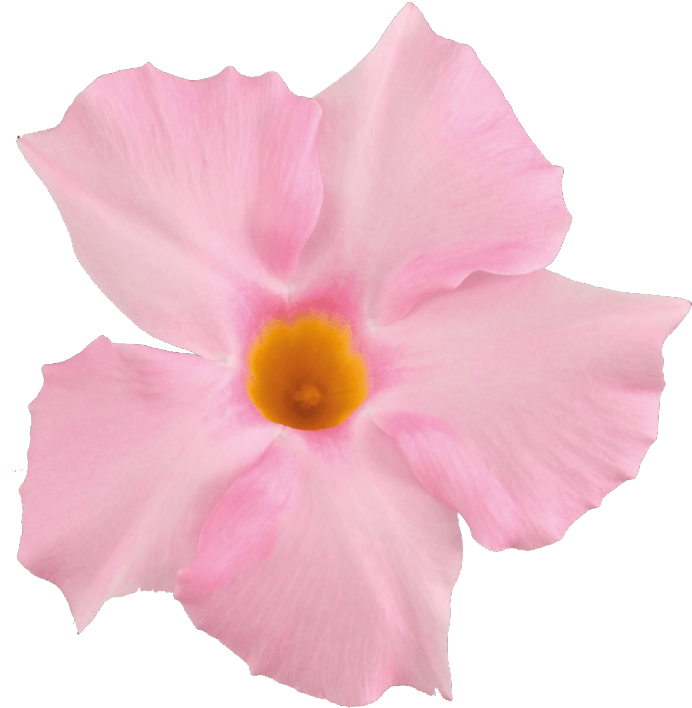 Sundaville Beauty Light Pink - Light Pink Flower Png (871x1111), Png Download