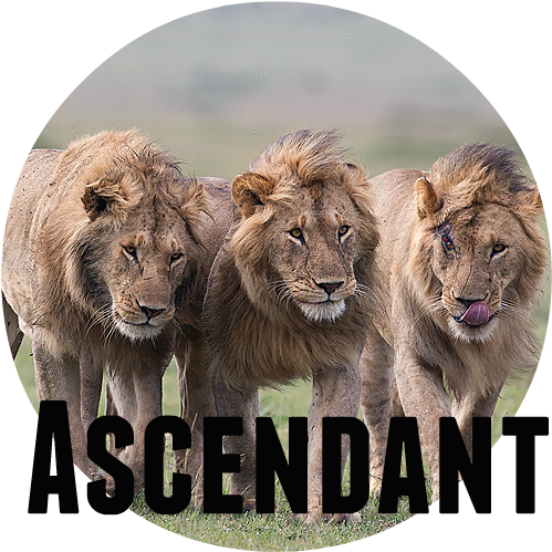 Three Male Lions Walking Closely Together Masai Mara - Lion (800x533), Png Download