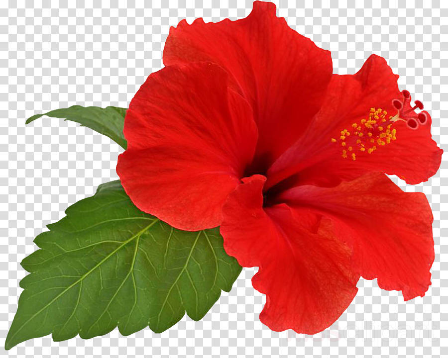 Hibiscus Flower Png Clipart Shoeblackplant Flower Hibiscus - Hibiscus Flower Png (900x720), Png Download