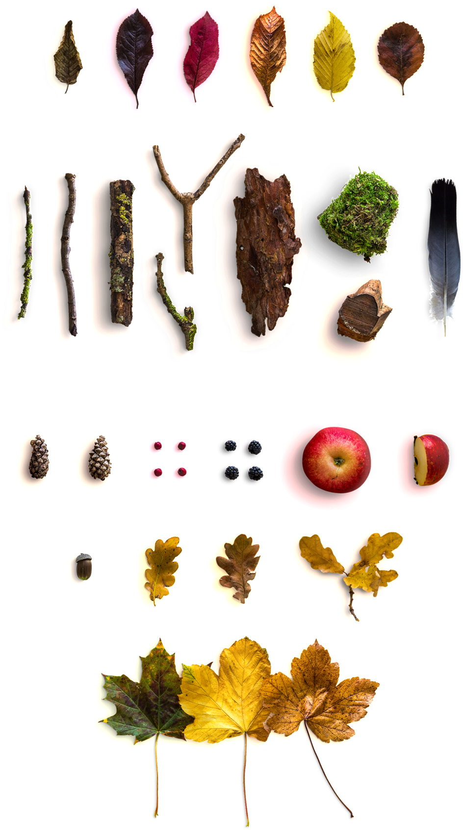 Y, American, Viento, Arce, Hoja, Corteza, Manzana, - Autumn Scene Free Mockup (1024x2134), Png Download