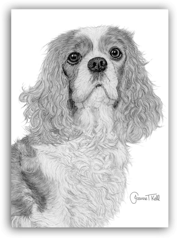 Cavalier King Charles Spaniel Blank Greeting Card - Cavalier King Charles Spaniel (597x800), Png Download