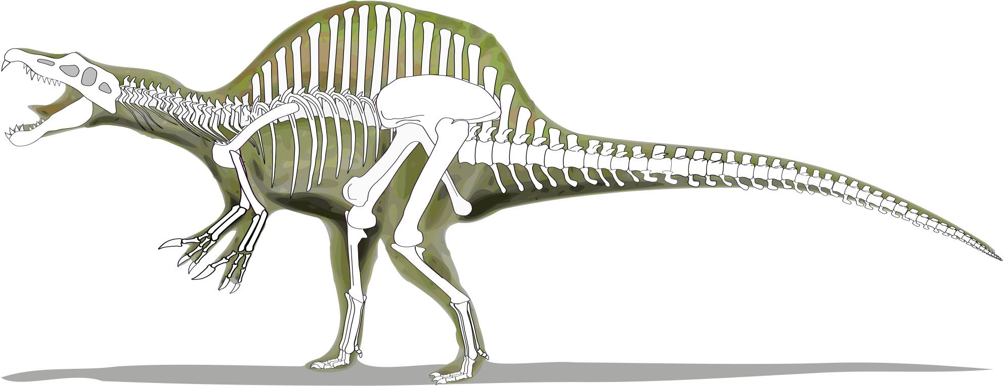Open - Spinosaurus Skeleton (2000x788), Png Download
